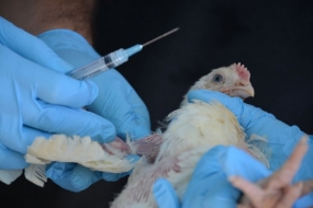 La volaille qui sera vaccinée pour anticiper la propagation du virus de la grippe aviaire