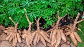 Kadedemes, un plat à base de la peau de manioc