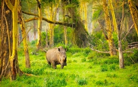 Le Parc National d’Ujung Kulon