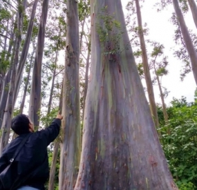 Les arbres d&#039;arc-en-ciel à Bondowoso en province de Java Est.