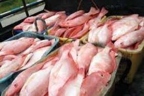 Luhut vise l&#039;Indonésie pour devenir les cinq premiers exportateurs mondiaux de produits de la pêche