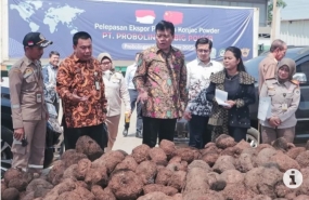 Probolinggo, Java Est (ANTARA) - La régence de Probolinggo, Java Est, par l&#039;intermédiaire de PT Probolinggo Big Power, situé dans le village de Sukokerto, a officiellement lancé la première exportation de 57 tonnes de poudre de konjac ou de farine de porang vers la Chine