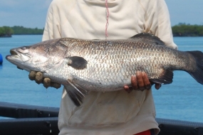 Le ministère des Affaires maritimes et de la Pêche veut faire de la régence de Meranti comme centre de culture du vivaneau blanc