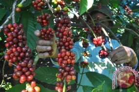 La production de café Bondowoso arabica a triplé.