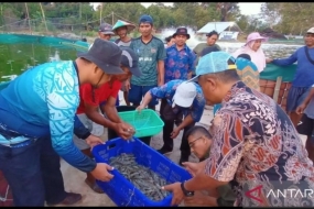 Les activités de récolte partielle pour la culture de crevettes vaname par le groupe coopératif Karya Bahari, village de Tanjung Rusa, district de Membalong, régence de Belitung se sont élevées à 120 tonnes (babel.antaranews.com/Apriliansyah)