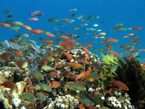 10% des récifs coralliens du monde se trouvent en Indonésie