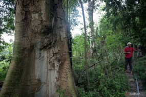 Archives de photos - Les résidents réparent la clôture séparant leur jardin de l&#039;ancienne forêt de Ranjuri dans le village de Beka, Sigi, Sulawesi central, mercredi (26/7/2023). La forêt, qui s&#039;étend sur une superficie de 12 hectares et gardée par la communauté autochtone locale, compte des arbres centenaires, dont l&#039;espèce rare Dracontomelon Mangiferum que le Centre mondial d&#039;information sur la biodiversité (GBIF) qualifie d&#039;éteinte ou éteinte. Antara PHOTOS/Basri Marzuki/rwa.