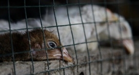 La grippe aviaire se cache en Inde