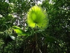 Parc forestier du Mont Tumpa