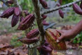 Le cacao de Ransiki Papua a besoin d&#039;investisseurs pour se rajeunir, afin de gagner des exportations