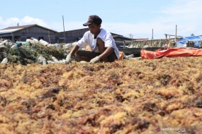 Les agriculteurs sèchent leurs algues dans le hameau  de Mamolo, le village de Tanjung Harapan, la régence de Nunukan