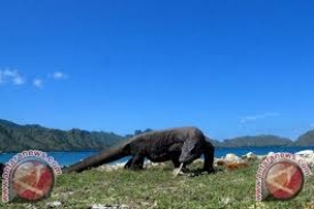 La fermeture de l&#039;île de Komodo est un courage d&#039;action, a déclaré le gouverneur de Nusa Tenggara Est