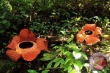 Raflesia Arnoldi fleurit dans lacolline de Daun