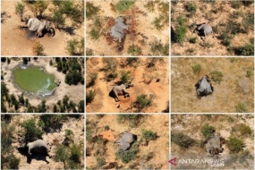 Les résultats des tests révèlent la cause de la mort mystérieuse de centaines d&#039;éléphants au Botswana