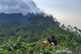 Le beau paysage dans le village touristique de la plantation du thé  de Nglinggo, la regence de Kulon Progo, DIY