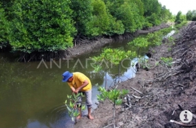 Jakarta (ANTARA) - L&#039;Indonésie a reçu la confiance pour devenir coprésidente de la Mangrove Alliance for Climate (MAC), qui compte des membres de 34 pays dans le monde.