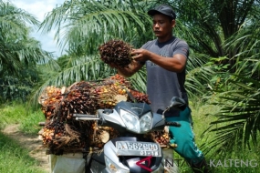 Un ouvrier récolte des palmiers à huile dans un jardin appartenant à des habitants au hamlet de  Parangkampeng, le district de Teweh central