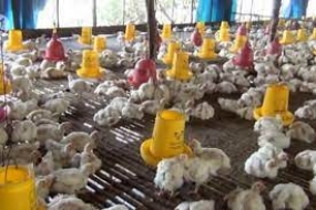 La Côte d&#039;Ivoire touchée par l&#039;épidémie de grippe aviaire H5N1