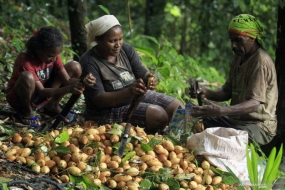 Les agriculteurs pèlent la muscade dans le village d&#039;Air Besar, en régence de Fakfak, la  province de Papouasie occidentale, samedi (14/11/2020).