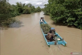 Des habitants transportent des plants de palétuviers pour les planter autour de la zone lagunaire de Segara Anakan, Kampung Laut, Cilacap, Java central, vendredi (28/10/2022). ANTARA FOTO/Idhad Zakaria/aww.