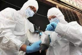 44 000 dindes aux Pays-Bas seront abattues après un cas de grippe aviaire