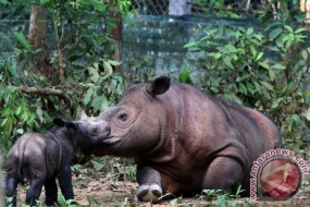 L&#039;Indonésie et la Malaisie travaillent ensemble pour préserver les rhinocéros de Sumatra