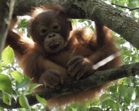 A travers le festival, la Fondation Bornéo appelle à la conservation des orangs-outans