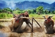 ‘Malean Sampi’ à Lombok Ouest