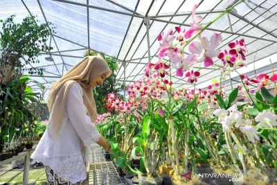 La Forêt d&#039;orchidées à Lembang, Java occidental.
