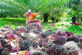 Ouvriers dans des plantations de palmiers à huile, illustrés.