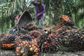 Septembre 2019, les exportations d&#039;huile de palme de l&#039;Indonésie ont augmenté de 13%