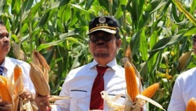 Landwirtschaftsminister Syahrul Yasin Limpo überprüfte überlegene Maissorte namens Jagung Jago