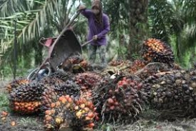 Indische Importeure kaufen kein Palmöl mehr aus Malaysia