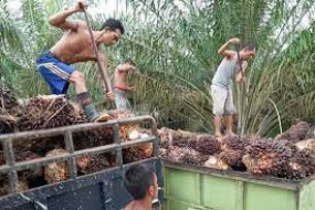 Indonesien und Malaysia werden zusammenarbeiten ,um die Palmöldiskriminierung zu bekämpfen