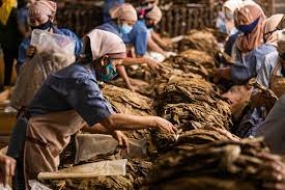 Staatseigene Tabakplantagen Indonesiens  erweitert den Exportmarkt nach Europa und Lateinamerika