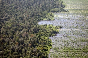 Die Torfverwaltung Indonesiens wird zum internationalen Vorbild