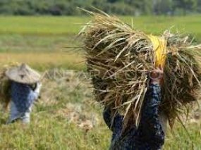 Laut dem Landwirtschaftsministerium erreicht die potenzielle Reisernte im März bis April 8,46 Millionen Tonnen