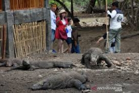 Die Insel  Komodo wird   ein exklusives Tourismusziel  werden