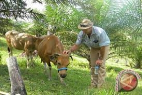 Die Provinzregierung von Südkalimantan lädt acht Palmölunternehmen ein, um die Viehzucht und Palmölplantagen zu integrieren