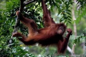 Seit Januar wurden 31 Orang-Utans in den Naturschutzgebieten entlassen