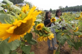 Touristenpark “Taman Wisata Edukasi dan Wisata Pertanian” in Bengkulu.