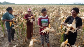 Das Landwirtschaftsministerium sagte, dass bei reichlichen Maisernten kein Importbedarf bestehe.