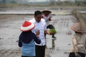 Zugunsten der Ernährungssicherheit Indonesiens  werden 3 Millionen Hektar Reisfelder angelegt