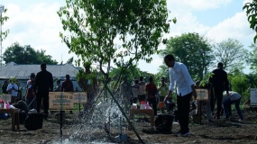 Präsident Jokowi lädt die Bevölkerung von Kupang in Ostnusa Tenggara ein, Sandelholzbäume zu schützen.