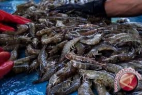 Die Garnelen  können  den indonesischen Fischereiexport steigern