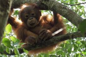 Durch ein  Festival ruft die Borneo Foundation zum Schutz der Orang-Utans auf