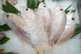 Der   Export von Tilapia-Fisch ist  von 2017 bis 2023 um 7 Prozent  gestiegen