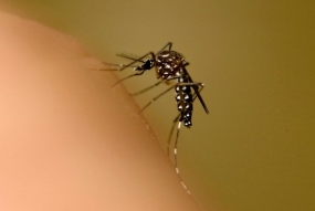 Malaria neben Covid-19 in Simbabwe