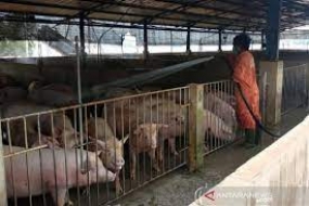 Der Schweinexport von Pulau Bulan nach Singapur erreichen 1.000 Schweine pro Tag