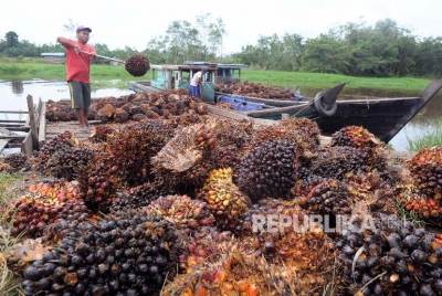 Pekerja memuat tandan buah segar (TBS) kelapa sawit di Pematang Raman, Kumpeh, Muarojambi, Jambi, Jumat (15/2).